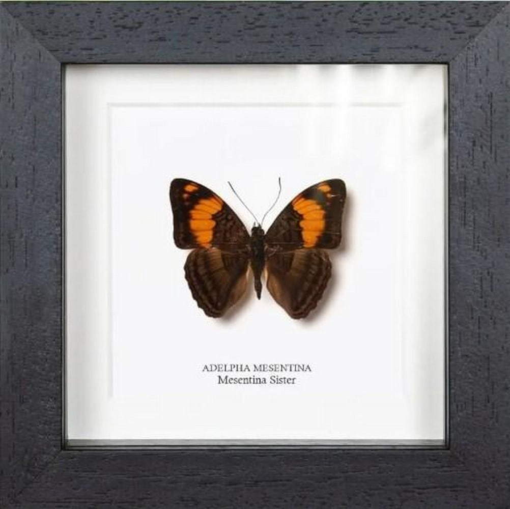 Bold Harmony Framed Mesentina Sister: Bold Harmony Framed Mesentina Sister The Mesentina Sister (Adelpha mesentina) is a striking butterfly known for its bold contrast of rich chocolate brown wings intersected by bright white and orange m