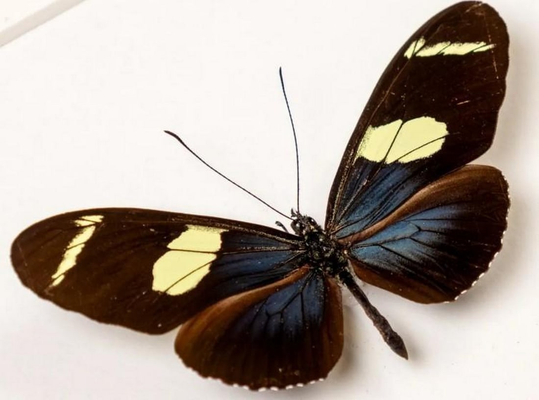 Rainforest Muse Wallace's Longwing Butterfly - 2