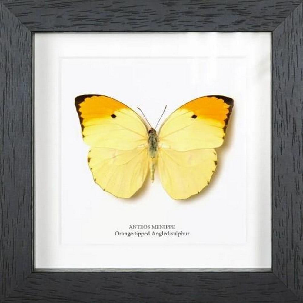 Wings of Citrus Light: Wings of Citrus Light The Orange-Tipped Angled-Sulphur (Anteos menippe) is a luminous butterfly native to Central and South America, known for its striking lemon-yellow wings accented by vivid orange