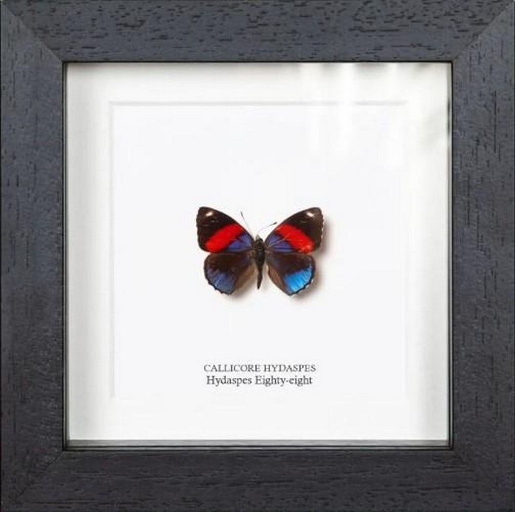 Hydaspes Eighty-eight Butterfly with Red Wings: Hydaspes Eighty-eight Butterfly with Red Wings Showcasing nature's artistry, the Hydaspes Eighty-eight butterfly (callicore hydaspes) captivates with its bold black-and-white hindwing markings -