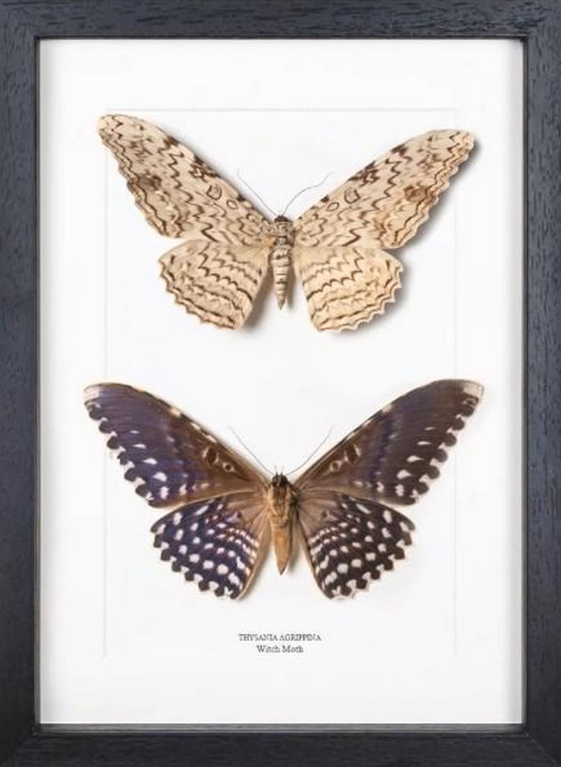 Ghostly Witch Moth Pair: Ghostly Witch Moth Pair The Witch Moth (Thysania agrippina) is a captivating specimen, known for its dramatic size and striking, ghostly white wings adorned with dark patterns. This pair showcases