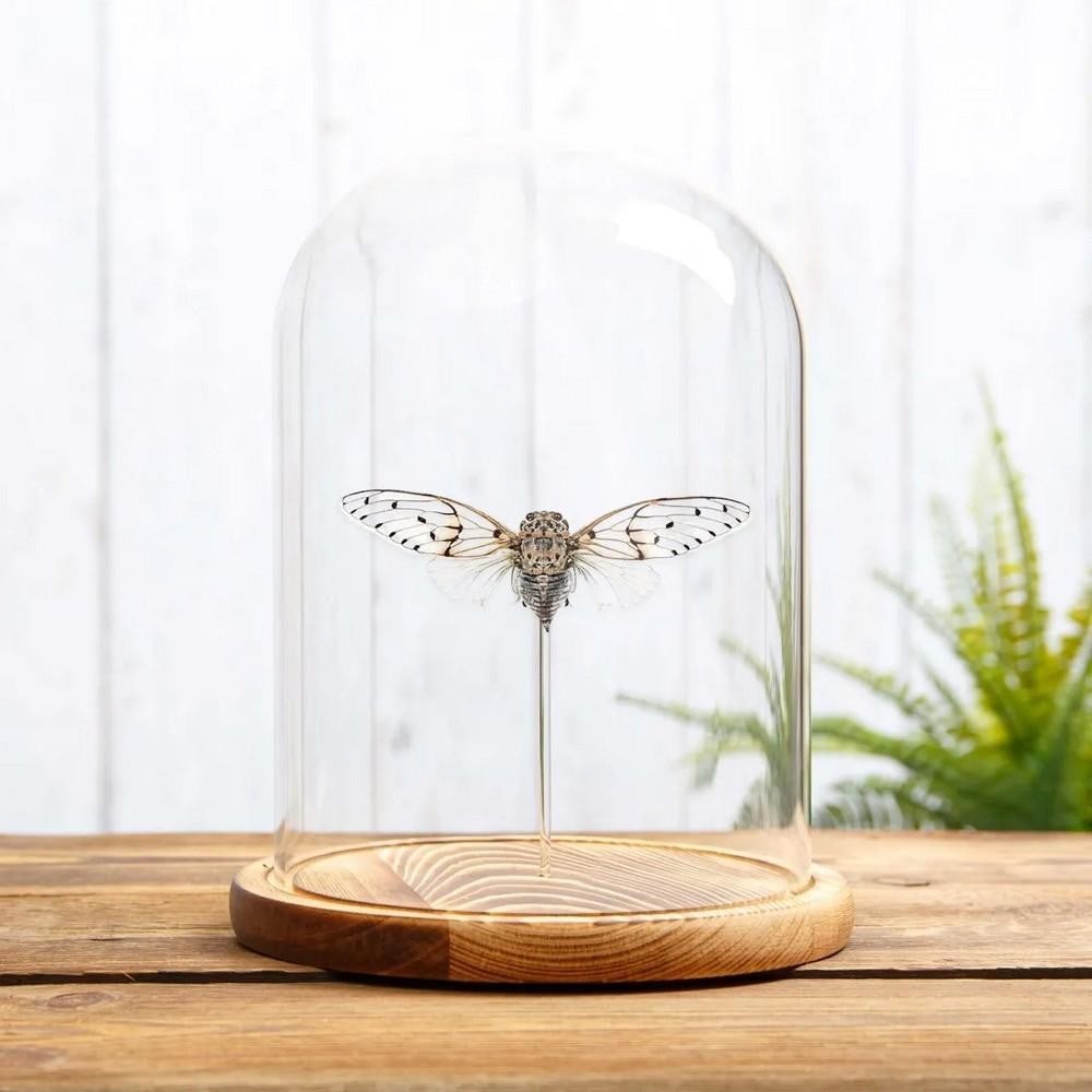 White Ghost Cicada (Ayuthia spectabilis) in Glass Dome with Wooden Base: White Ghost Cicada (Ayuthia spectabilis) in Glass Dome with Wooden Base A striking White Ghost Cicada (Ayuthia spectabilis) showcased in a handcrafted glass dome with a brown wooden base.The Ayuthia