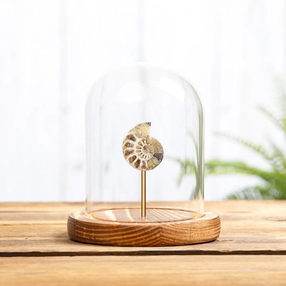 Small Ammonite In Glass Dome With Wooden Base (Cleoniceras sp): Small Ammonite In Glass Dome With Wooden Base (Cleoniceras sp) A small ammonite displayed in a handmade wooden dome, mounted on clear acrylic rods to create a floating illusion. Latin Name: