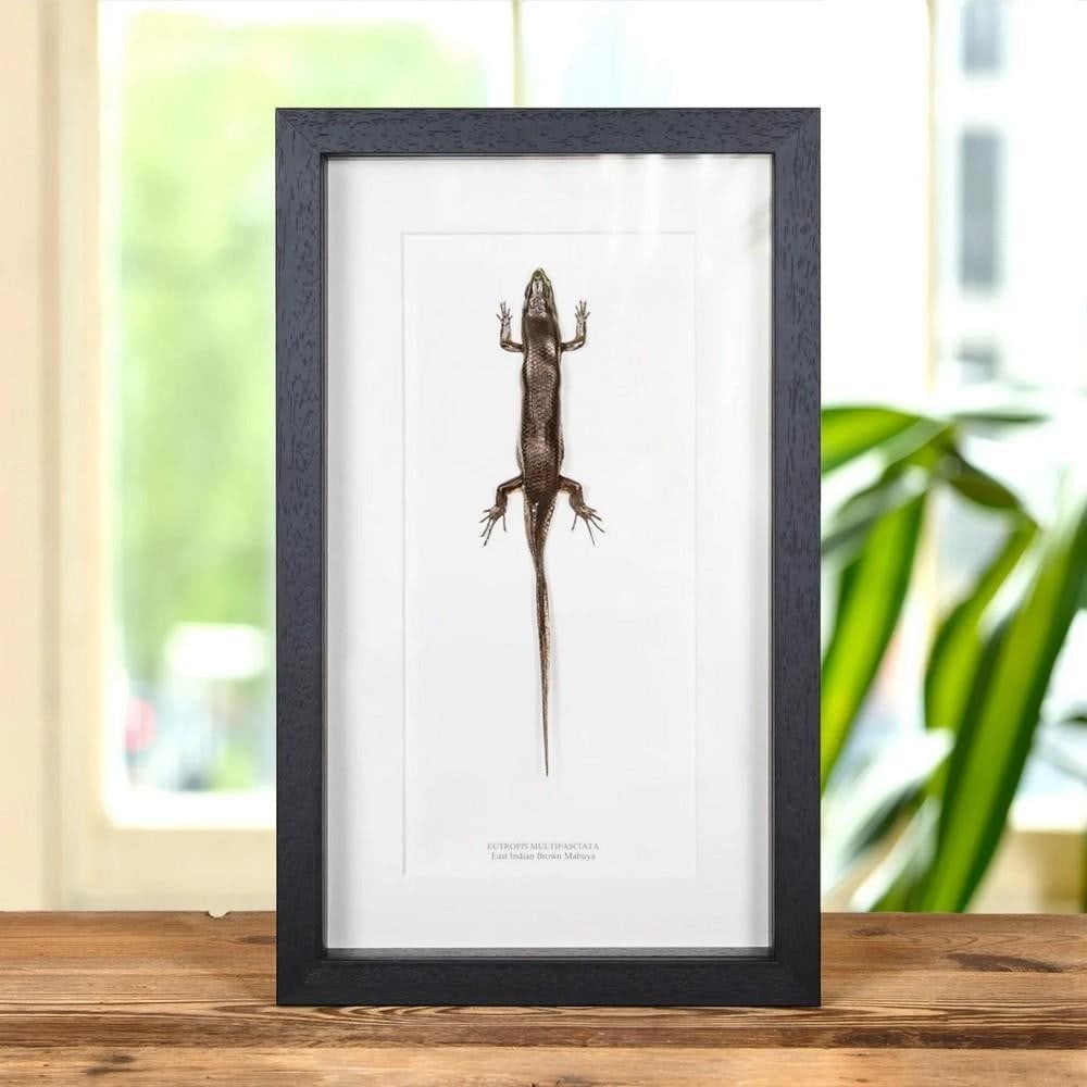East Indian Brown Mabuya In Box Frame (Eutropis multifasciata): East Indian Brown Mabuya In Box Frame (Eutropis multifasciata) An East Indian Brown Mabuya displayed in a handmade wooden frame, mounted on high-quality acid-free conservation board. The Latin and