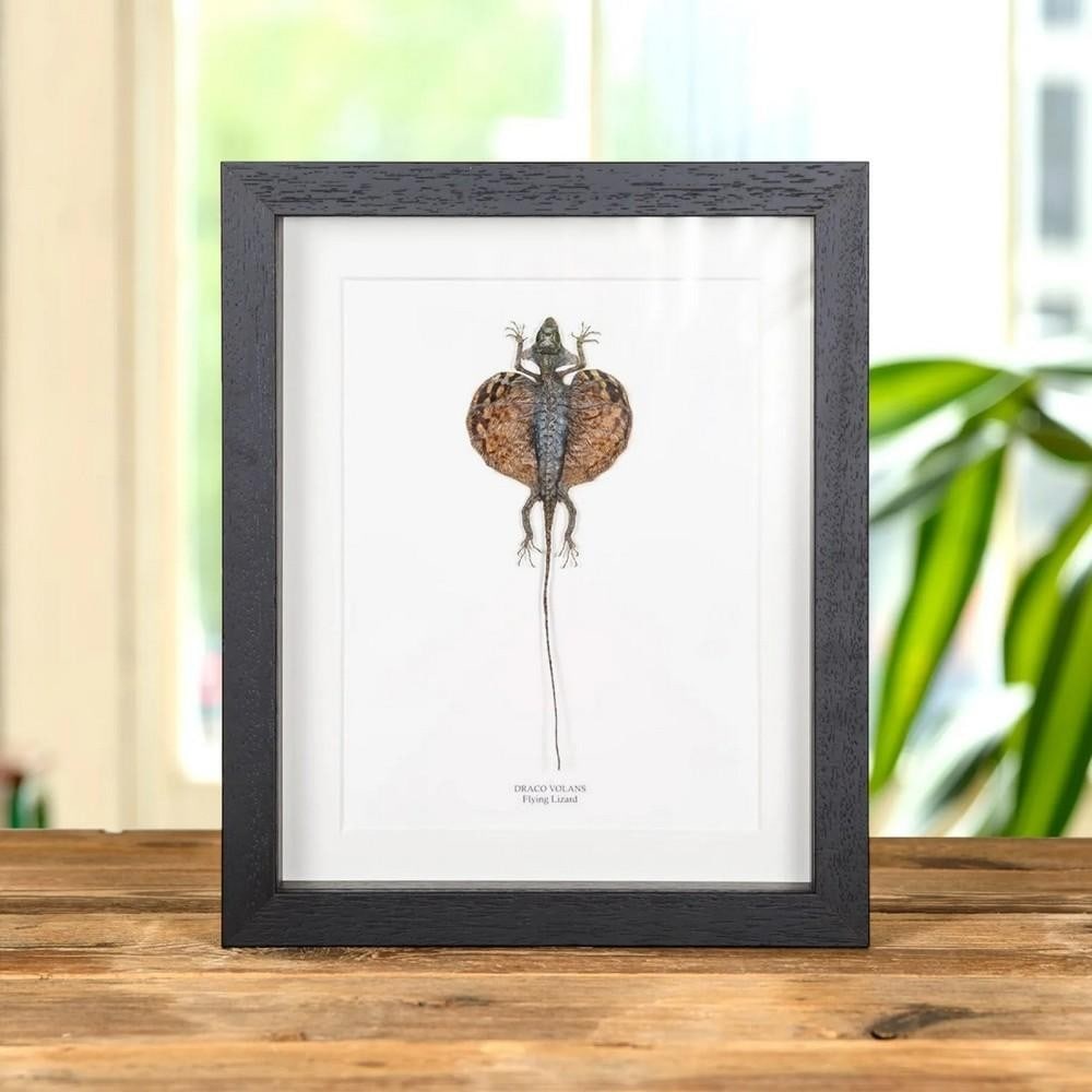 Flying Lizard In Box Frame (Draco volans): Flying Lizard In Box Frame (Draco volans) Draco volans displayed in a handmade wooden frame, mounted on high-quality acid-free conservation board. The Latin and country names are printed beneath the