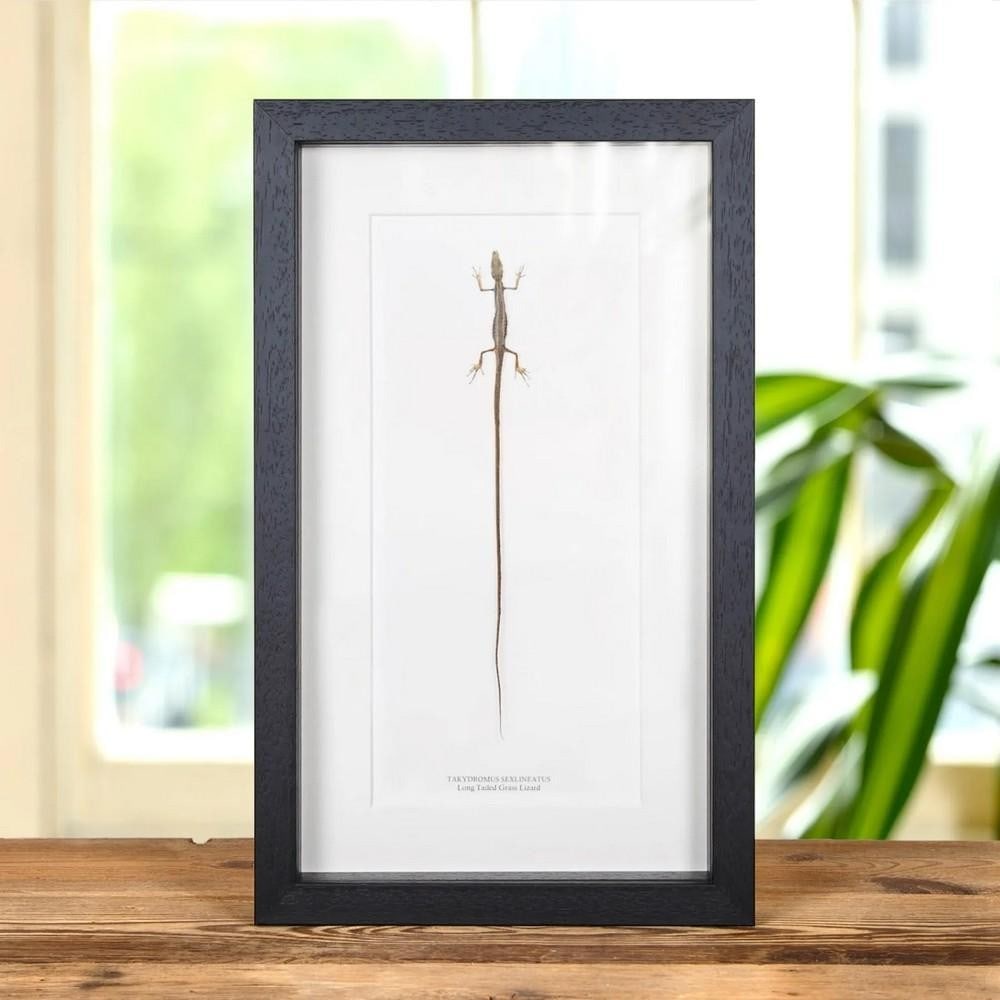 Long-tailed Grass Lizard In Box Frame (Takydromus sexlineatus): Long-tailed Grass Lizard In Box Frame (Takydromus sexlineatus) A stunning Long-tailed Grass Lizard displayed in a handmade wooden frame, mounted on high-quality acid-free conservation board. The Latin