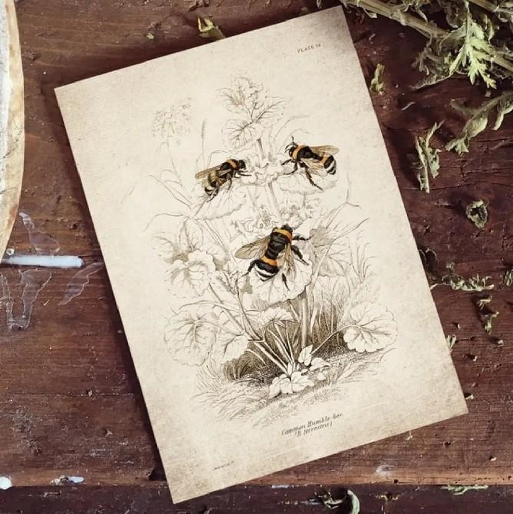 Vintage Entomology Print of Bee Study (1925 Giclee Reproduction): Vintage Entomology Print of Bee Study (1925 Giclee Reproduction) This vintage giclee print features a meticulous 1925 entomological study of bees, showcasing detailed illustrations from the golden age