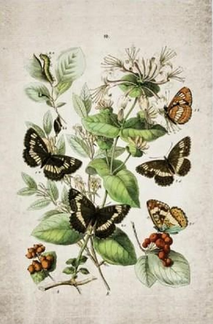 Vintage Entomology Print of European Butterflies II (1882 Giclee Reproduction): Vintage Entomology Print of European Butterflies II (1882 Giclee Reproduction) This giclee reproduction showcases European Butterflies II, a detailed 1882 entomological plate celebrating the vivid div