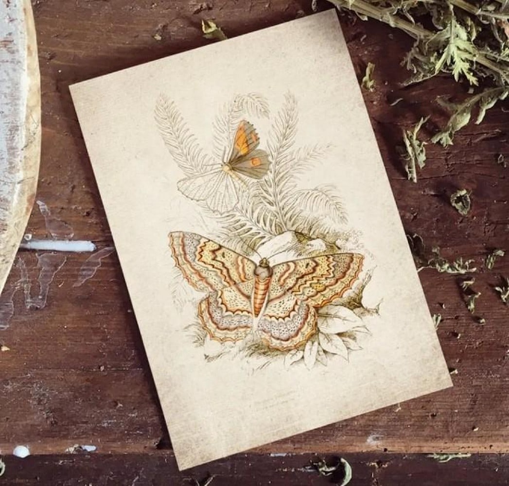 Vintage Entomology Print of Angerona prunaria (1835 Giclee Reproduction): Vintage Entomology Print of Angerona prunaria (1835 Giclee Reproduction) This vintage giclee print features an 1835 entomological study of Angerona prunaria, also known as the Orange Moth. Captured