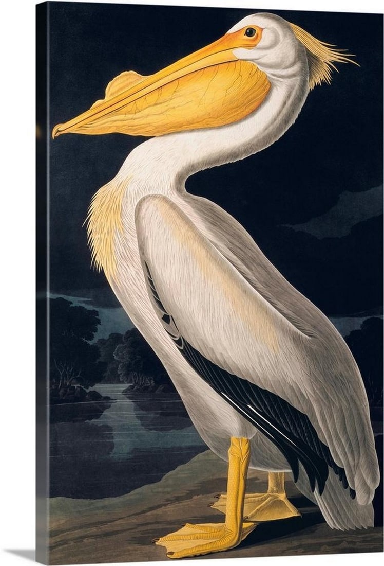 Birds of North America II - Canvas Reproduction by John James Audubon (1 of 2)