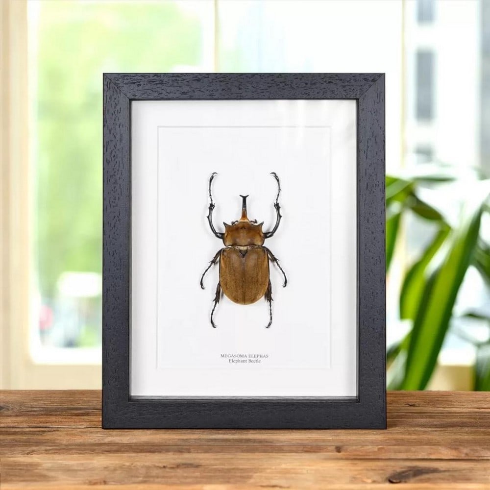 9'' x 7'' Elephant Beetle Taxidermy Closed Wings (Megasoma Elephas) in Wooden Box: 9 x 7 Elephant Beetle Taxidermy Closed Wings (Megasoma Elephas) in Wooden Box Introducing our magnificent Elephant Beetle, showcased in a handmade wooden frame on high-quality acid-free conservation b