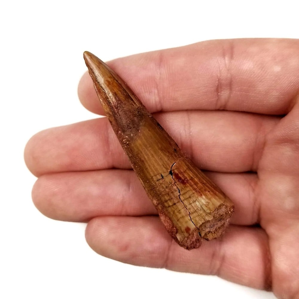 Fossilized Spinosaurus Tooth - 3