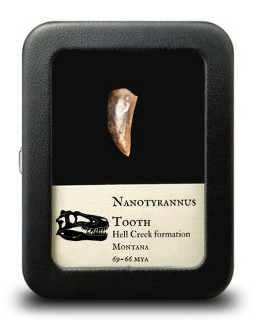 20mm Nanotyrannus Tooth Specimen: 20mm Nanotyrannus Tooth Specimen This authentic Nanotyrannus tooth is at the heart of an ongoing scientific debate within the Tyrannosauridae family. Discovered in the Late Cretaceous Hell Creek