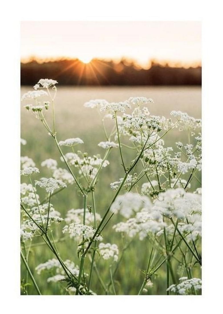 Meadow Whispers: Meadow Whispers Poster Print Soft petals dance in the breeze in Meadow Whispers, a delicate portrayal of wildflowers in full bloom. This artful print captures the fleeting beauty of nature with