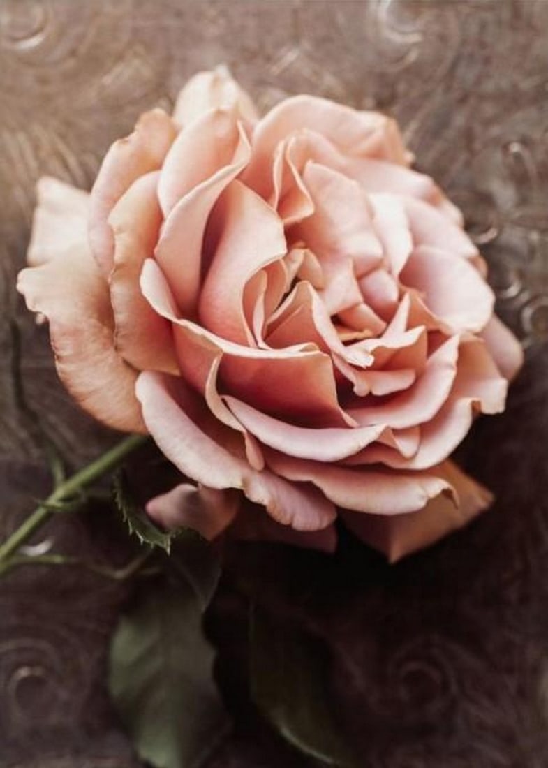 Blush Bloom Elegance Canvas - 2