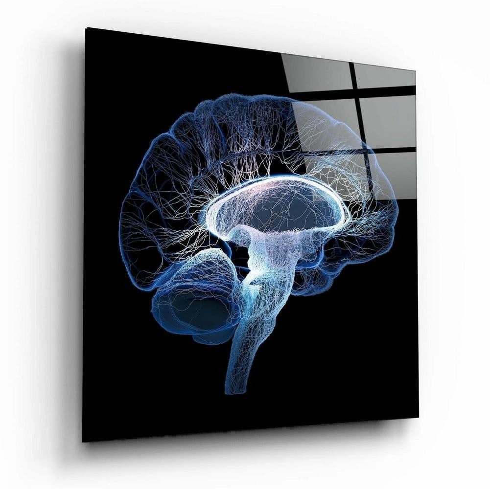 Cerebral Glass Wall Art: Cerebral Glass Wall Art A tempered glass wall piece featuring a detailed brain design, rendered with clean lines and sharp contrast. The composition highlights the intricate structure of the subject, 