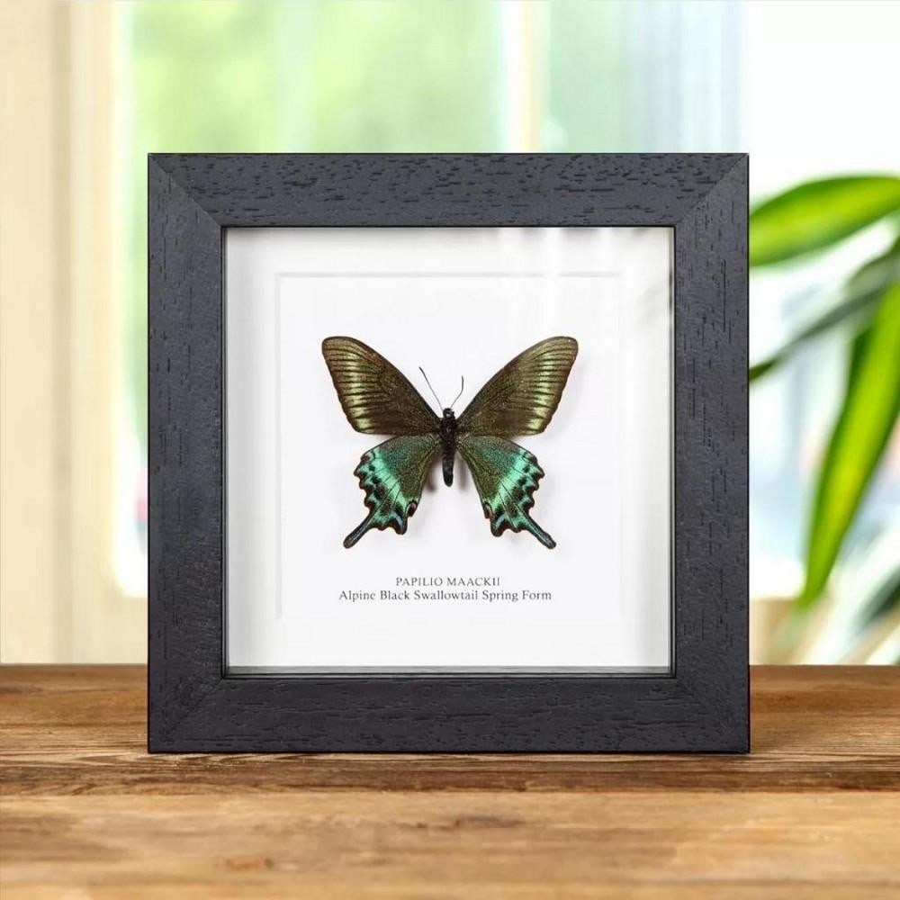5'' x 5'' Male Alpine Black Swallowtail (Spring Form) - Papilio Maackii (1 of 2)