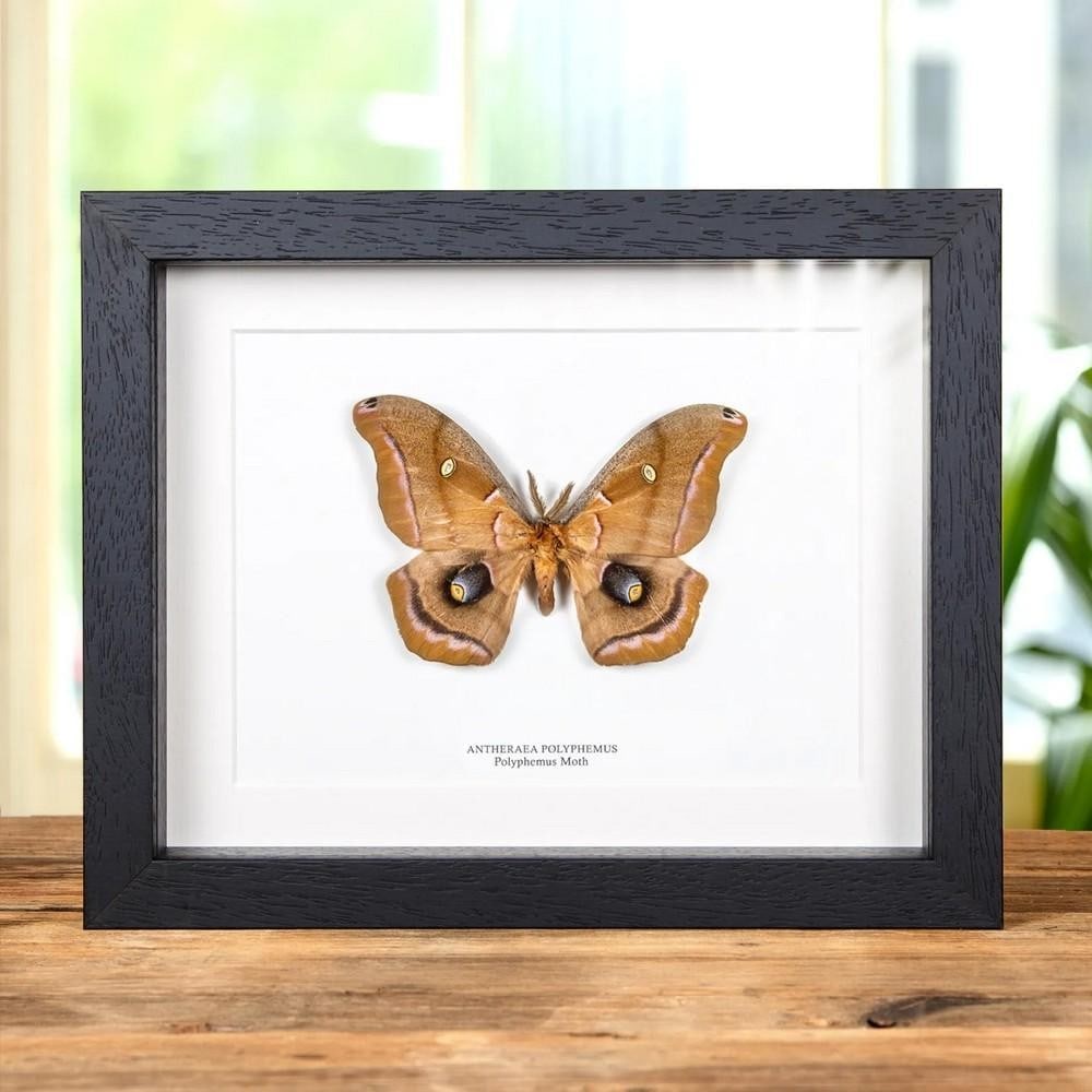 Polyphemus Moth (Antheraea polyphemus) Framed Specimen (1 of 2)