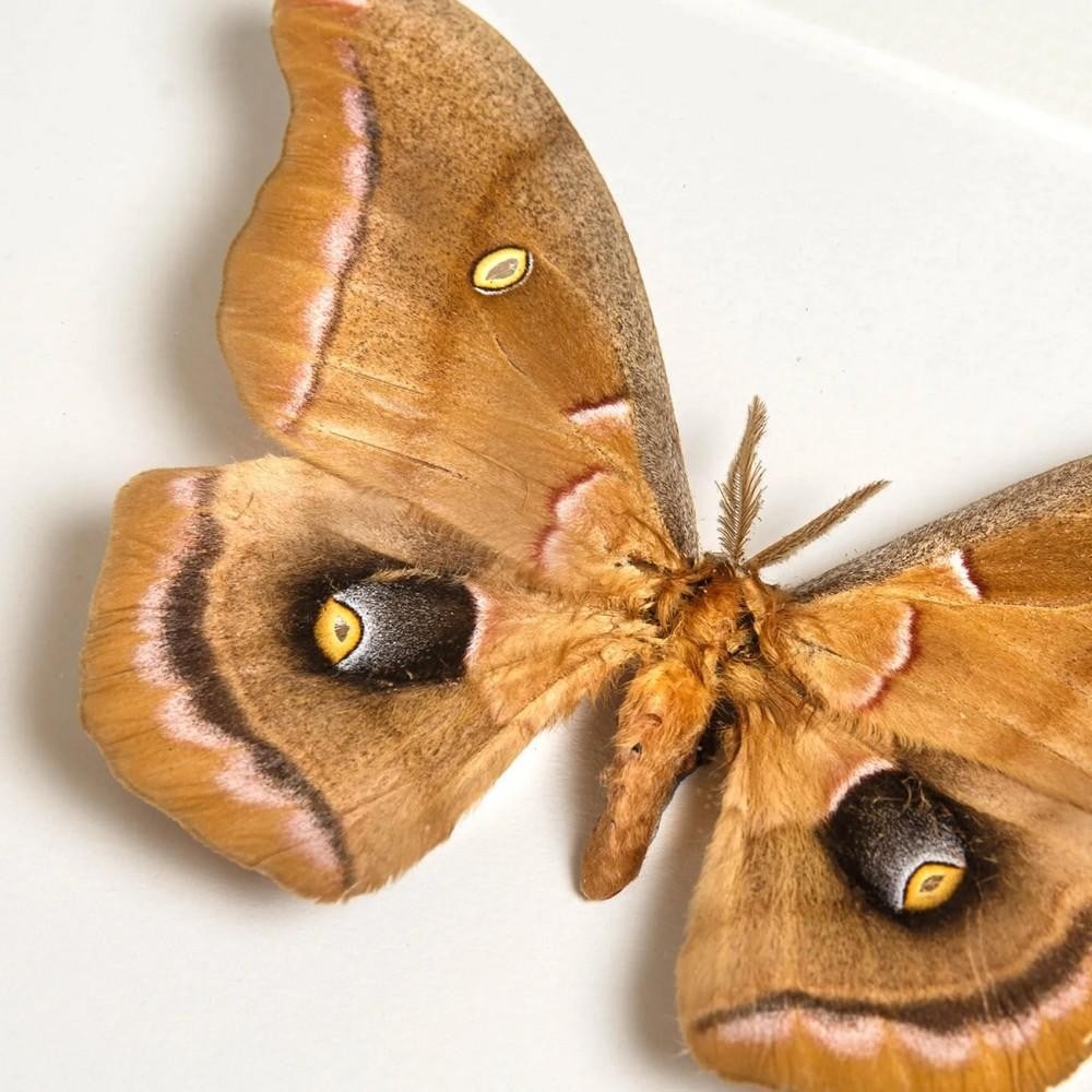 Polyphemus Moth (Antheraea polyphemus) Framed Specimen - 2