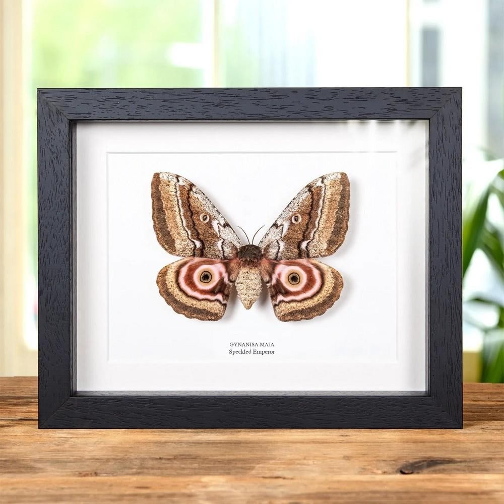 9'' x 7'' Framed Gynanisa maja - Speckled Emperor Moth: 9" x 7" Framed Gynanisa maja - Speckled Emperor Moth Gynanisa maja, commonly known as the speckled emperor moth, is a species in the family Saturniidae. First described by Johann Christoph Fried