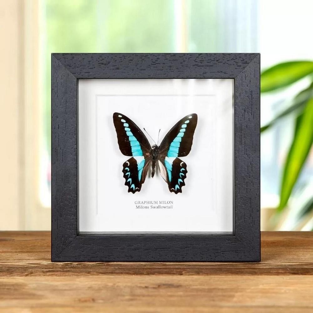 5'' x 5'' Framed Male Milons Swallowtail Butterfly - Graphium Milon: 5" x 5" Framed Male Milons Swallowtail Butterfly - Graphium Milon A beautiful Milon s Swallowtail butterfly in a handmade wooden frame mounted on high-quality acid-free conservation board. The