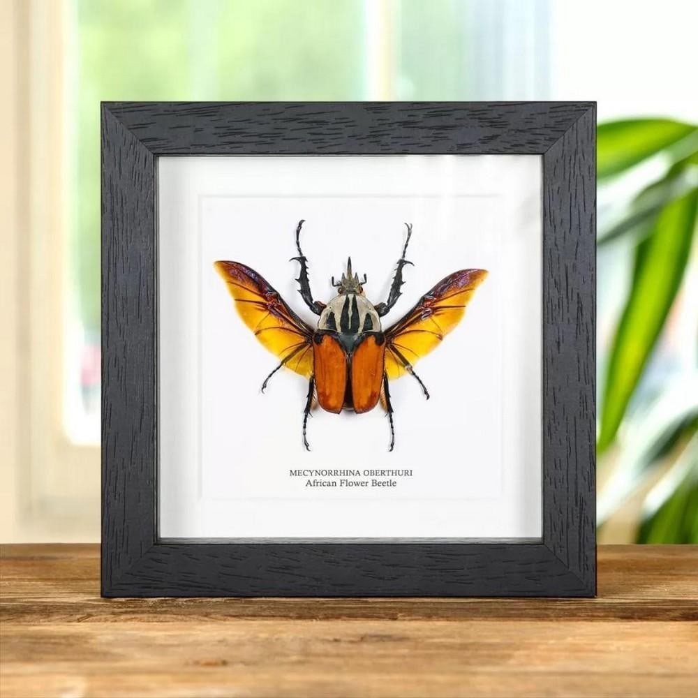 6'' x 6'' - (Mecynorrhina oberthuri) African Flower Beetle in Wooden Framed Box: 6" x 6" - (Mecynorrhina oberthuri) African Flower Beetle in Wooden Framed Box This wooden framed box presents a Mecynorrhina oberthuri, commonly known as the African Flower Beetle. The vibrant