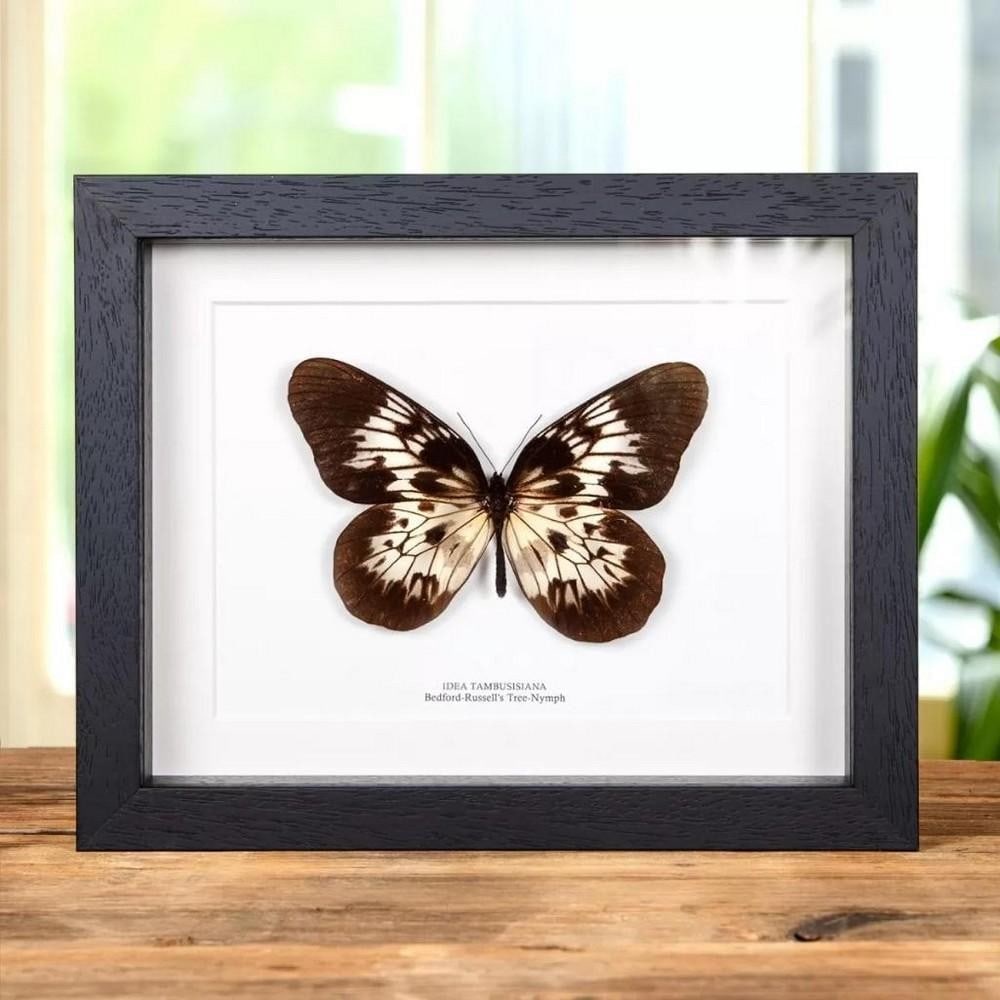 9'' x 7'' Framed Male Bedford-Russel's Tree-Nymph Butterfly - Idea Tambusisiana: 9" x 7" Framed Male Bedford-Russel s Tree-Nymph Butterfly - Idea Tambusisiana A Bedford-Russell s Tree-Nympyh Butterfly in a handmade wooden frame mounted on high-quality acid-free conservation