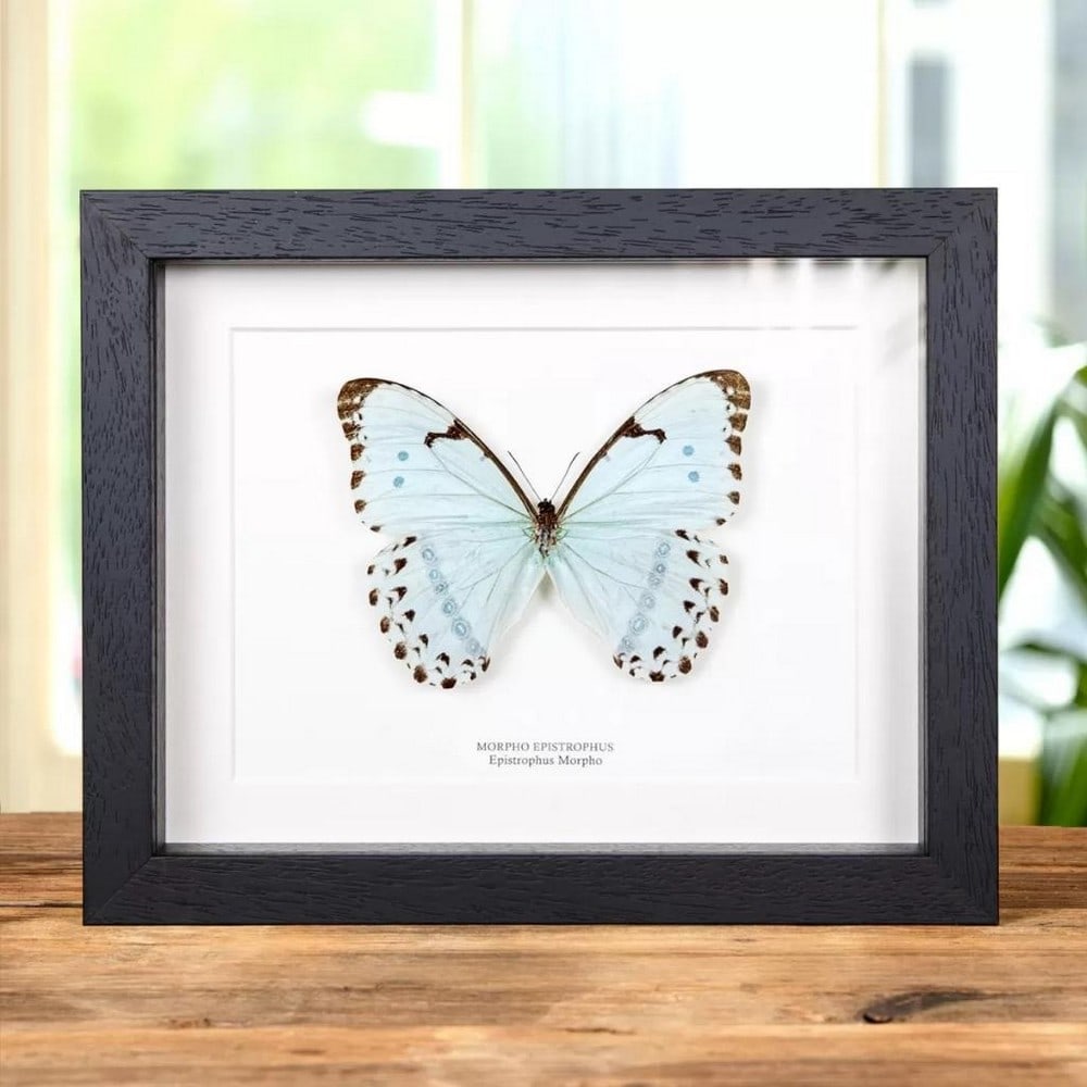 Epistrophus Morpho Spring Butterfly In Black Wooden Box Frame: Epistrophus Morpho Spring Butterfly In Black Wooden Box Frame Introduce a touch of natural splendor into your home with our Epistrophus Morpho Spring Butterfly display, housed in an elegant Black Wood