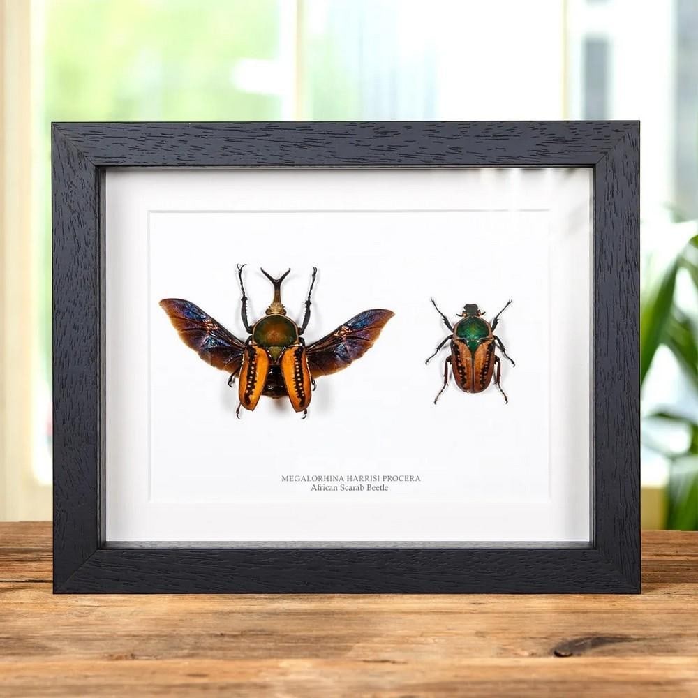 9'' x 7'' African Scarab Beetle (Megalorhina harrisi procera) Framed Specimen: 9" x 7" African Scarab Beetle (Megalorhina harrisi procera) Framed Specimen A pair of Megalorhina harrisi procera beetles displayed in a handcrafted wooden frame, mounted on high-quality,