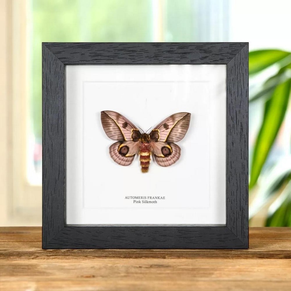 6'' x 6'' Pink Silkmoth Specimen - Automeris Frankae: 6" x 6" Pink Silkmoth Specimen - Automeris Frankae A Pink Silkmoth in a handmade wooden frame mounted on high-quality acid-free conservation board. The Latin and common names are printed