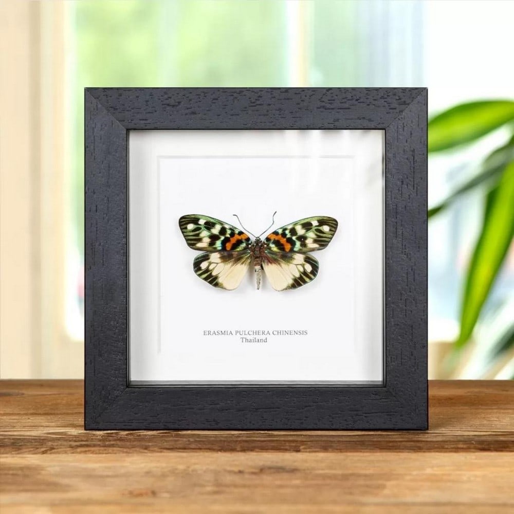 5'' x 5'' Erasmia Pulchera Chinensis Specimen - Erasmia Pulchera Chinensis: 5" x 5" Erasmia Pulchera Chinensis Specimen - Erasmia Pulchera Chinensis An exquisite Erasmia pulchera chinensis moth in a handmade wooden frame mounted on high-quality acid-free conservation bo