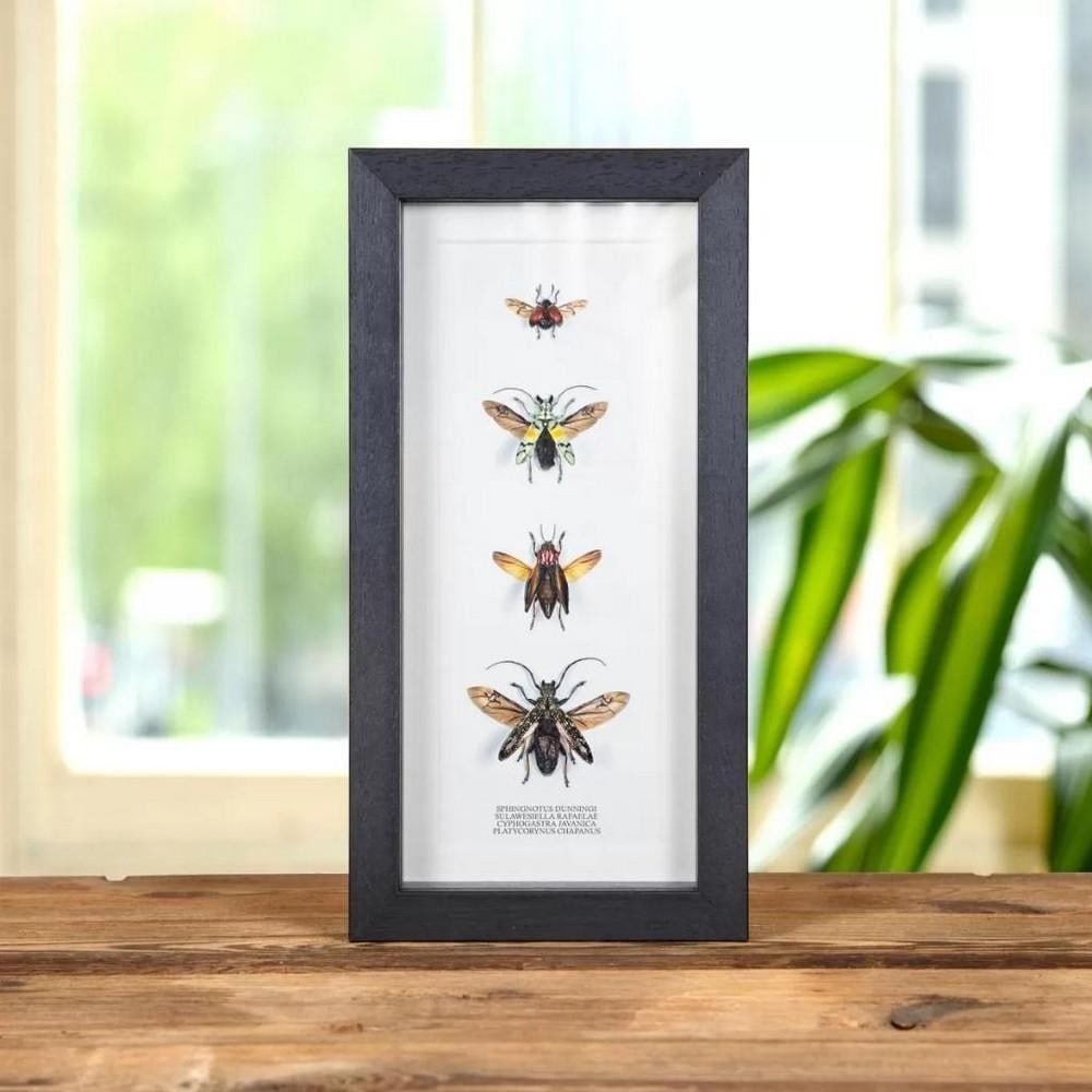 11'' x 5'' - Four Mixed Beetles in Wooden Box Frame (1 of 1)
