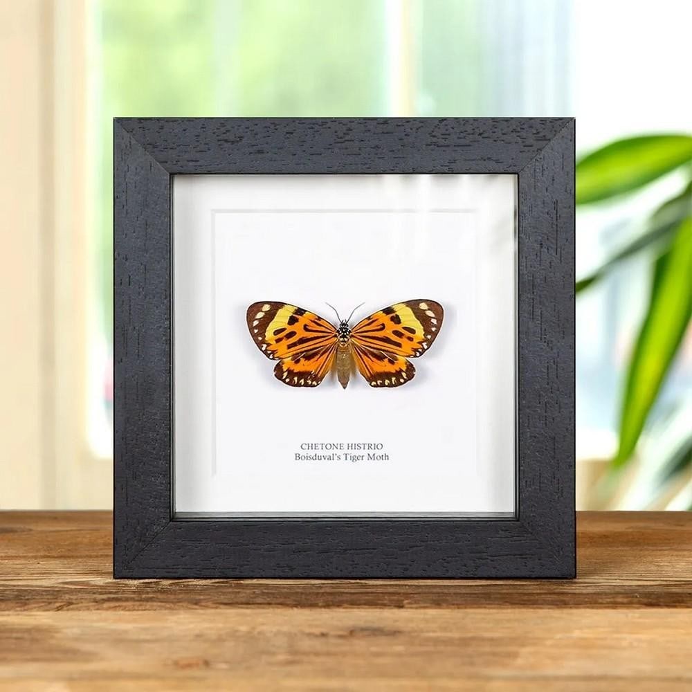5'' x 5'' Boisduval's Tiger Moth (1 of 2)