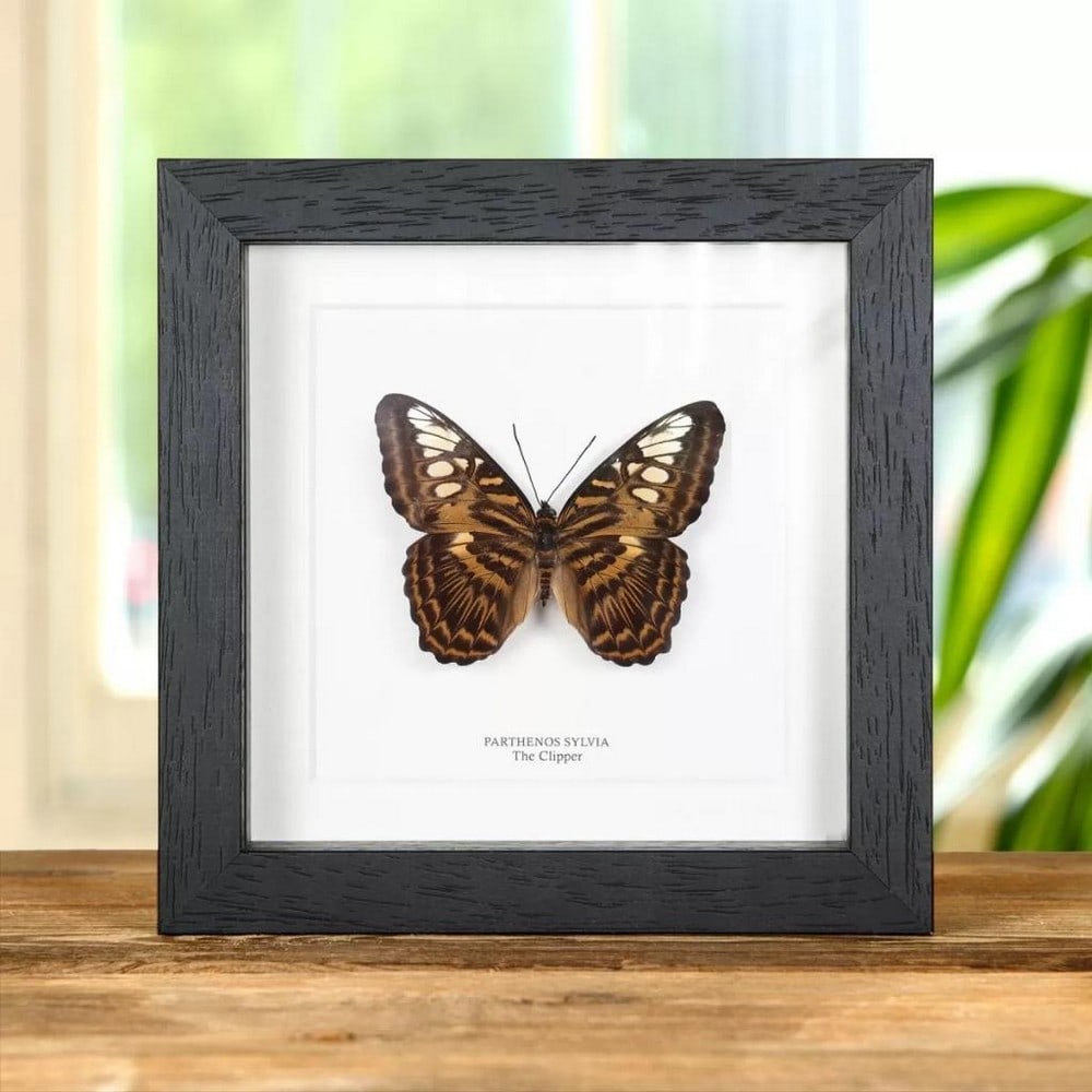 6'' x 6'' Framed Male ''The Clipper'' Butterfly - Parthenos Sylvia Brunnea: 6" x 6" Framed Male " The Clipper" Butterfly - Parthenos Sylvia Brunnea A Parthenos sylvia brunnea in a handmade wooden frame mounted on high-quality acid-free conservation board. The