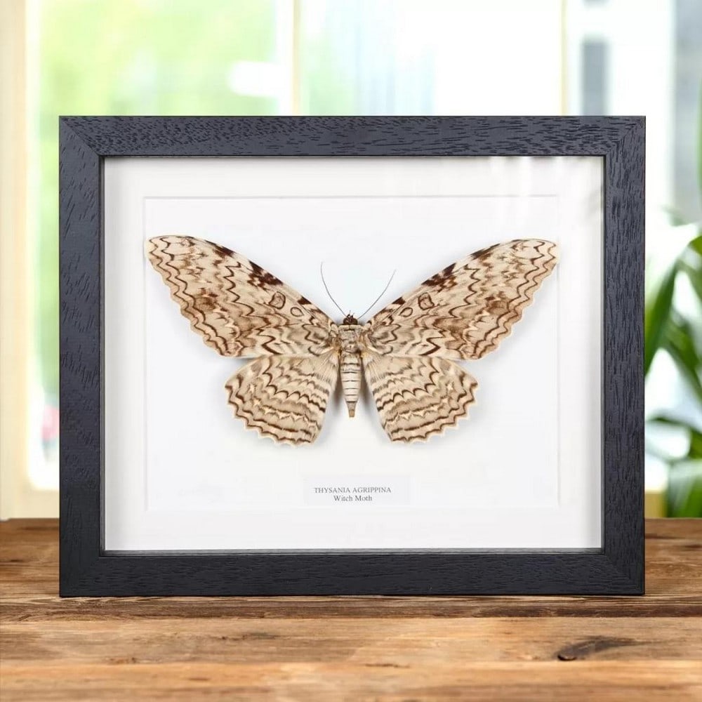 10'' x 8'' Witch Moth Specimen - Thysania Agrippina.: 10" x 8" Witch Moth Specimen - Thysania Agrippina. A huge Witch Moth in a handmade wooden frame mounted on high-quality acid-free conservation board. The Latin and common names are printed under
