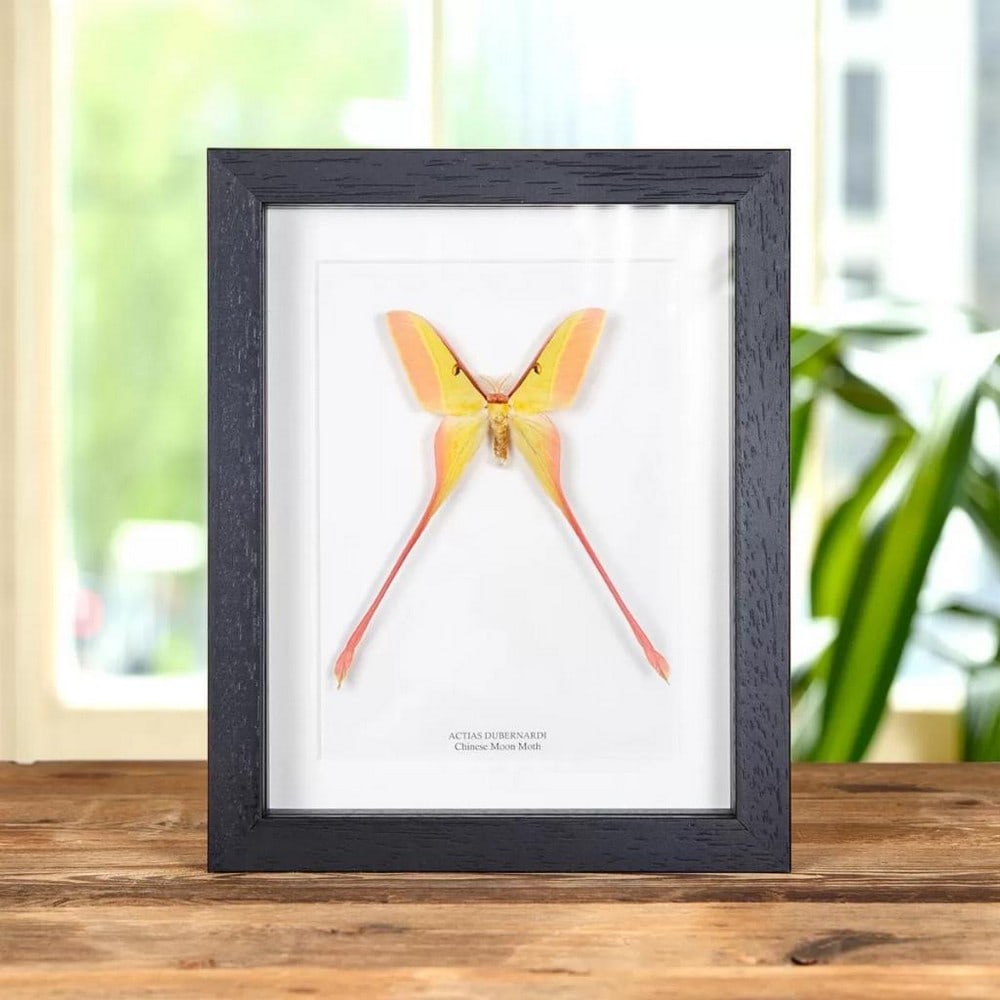 9'' x 7'' Male Chinese Moon Moth Specimen - Actias Dubernardi. (1 of 1)