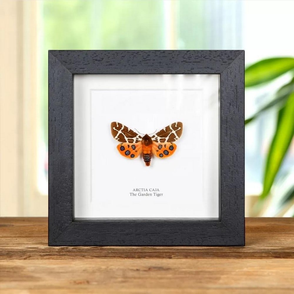 5'' x 5' The Garden Tiger Moth Specimen - Arctia Caja.: 5" x 5 The Garden Tiger Moth Specimen - Arctia Caja. A stunning Garden Tiger Moth in a handmade wooden frame mounted underside on high-quality acid-free conservation board. The Latin and common nam
