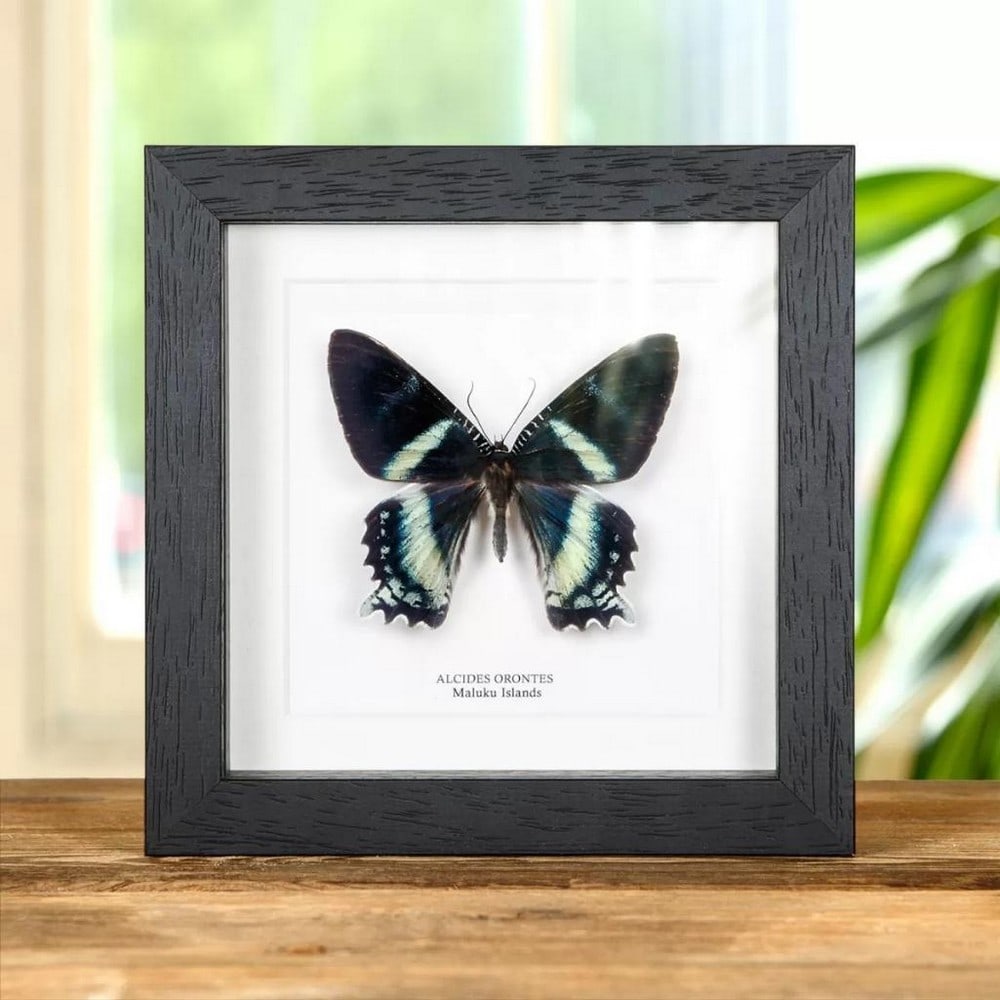 6'' x 6'' Alcides orontes Moth Specimen - Alcides Orontes (1 of 1)
