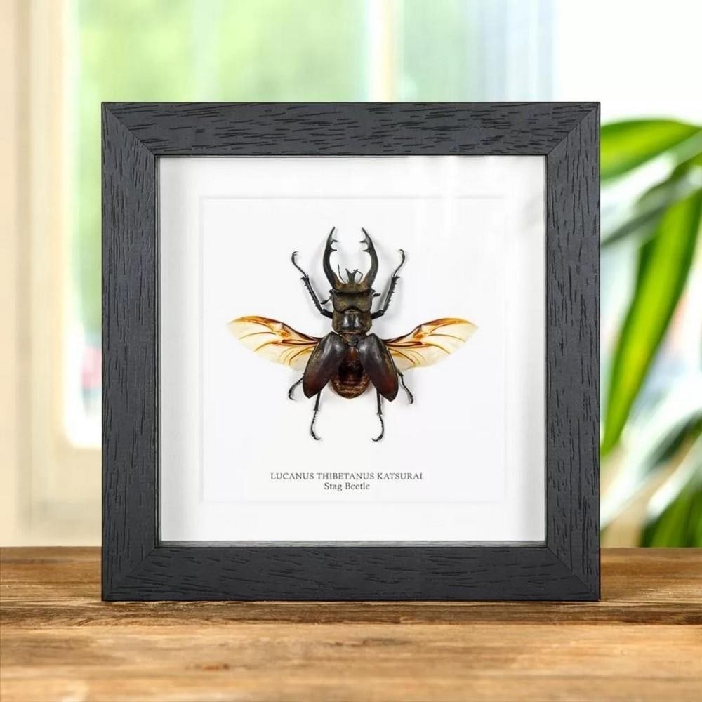 6'' x 6'' (Lucanus Thibetanus Katsurai) Stag Beetle in Wooden Box Frame (1 of 3)