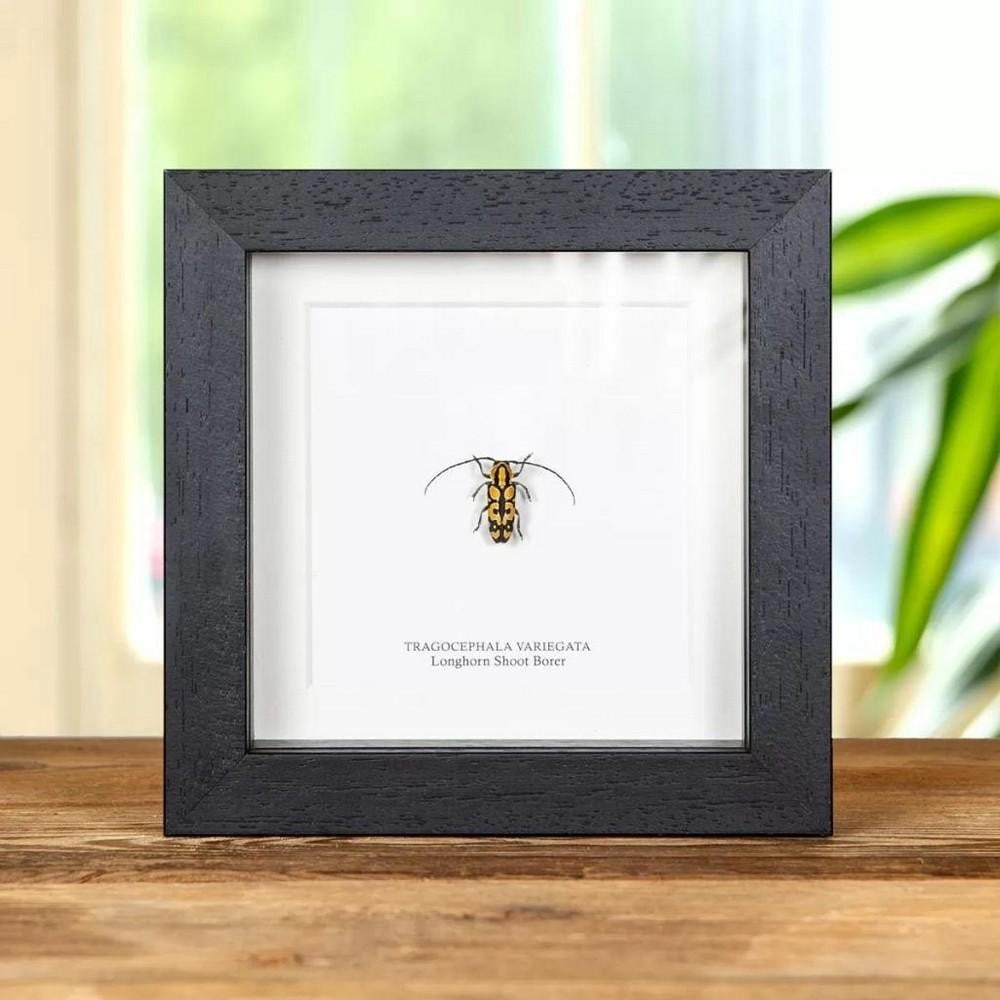 5'' x 5'' - (Tragocephala variegata) Longhorn Shoot Borer Beetle in Wooden Framed Box (1 of 1)