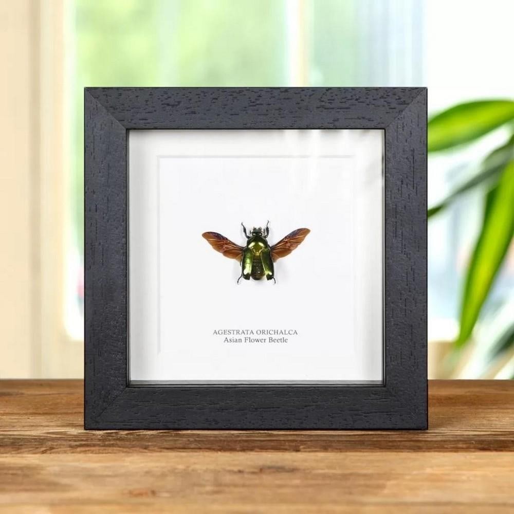 5'' x 5'' - (Agestrata orichalca) Asian Flower Beetle in Wooden Framed Box (1 of 1)