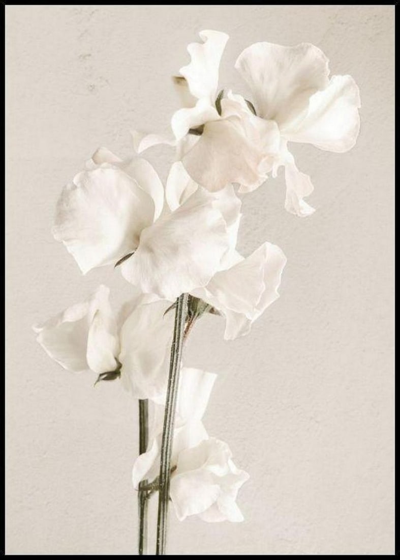 White Flower in Full Bloom Poster Print - 28'' x 20'': White Flower in Full Bloom Poster Print - 28" x 20" Elevate your space with our enchanting " White Flower in Full Bloom" Poster Print, measuring 28" x 20" . Immerse yourself in the e