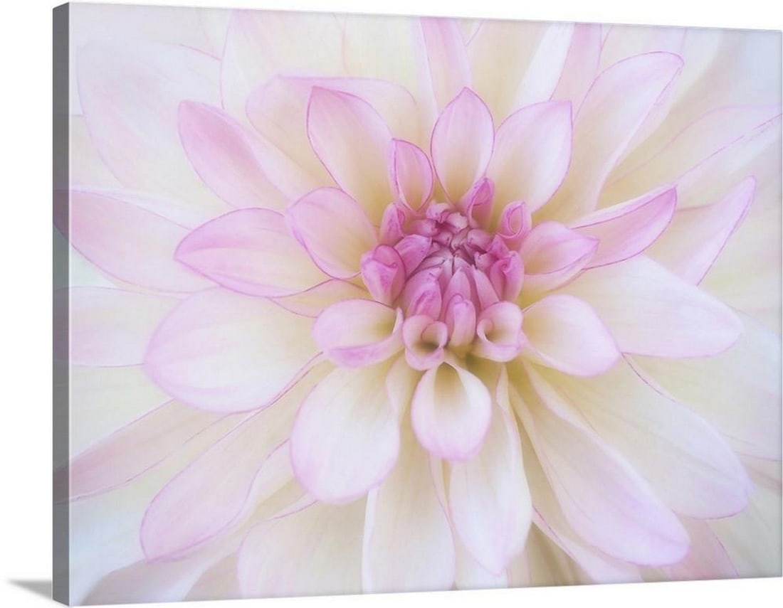 'A Soft Touch of Summer'' by Heidi Westum Canvas Print: " A Soft Touch of Summer" by Heidi Westum Canvas Print. Close-up of a blooming Dahlia. About the Artist: Heidi Westum is widely recognized for her exceptional macro photography. Her extreme