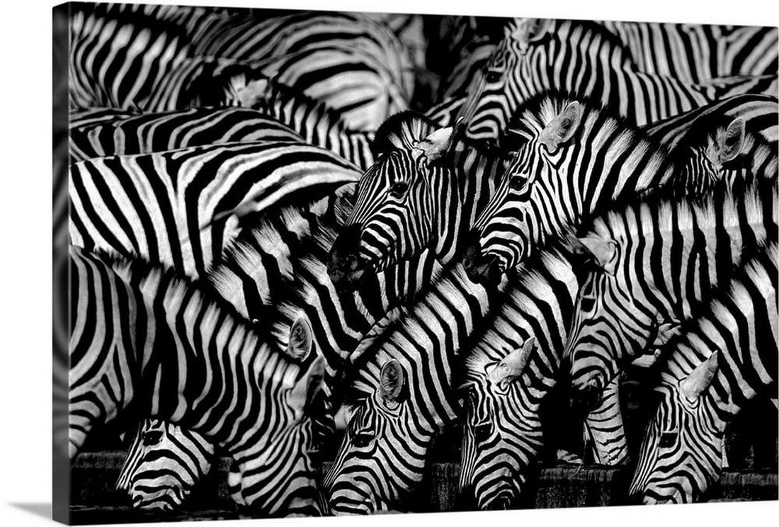 Zebras at a Waterhole Wall Art Canvas Reproduction: Zebras at a Waterhole Wall Art Canvas Reproduction Enhance your space with the natural beauty of Zebras at a Waterhole, exquisitely reproduced on high-quality canvas. This photograph captures a herd