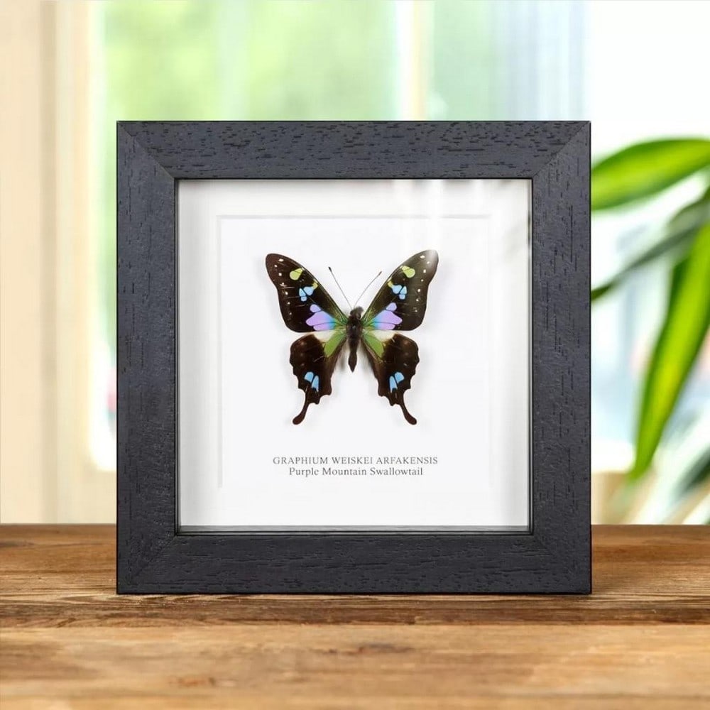 5'' x 5'' Purple Mountain Swallowtail Specimen - Graphium Weiskei Arfakensis.: 5" x 5" Purple Mountain Swallowtail Specimen - Graphium Weiskei Arfakensis. A beautiful Purple Mountain Swallowtail butterfly in a handmade wooden frame mounted on high-quality acid-free conserv