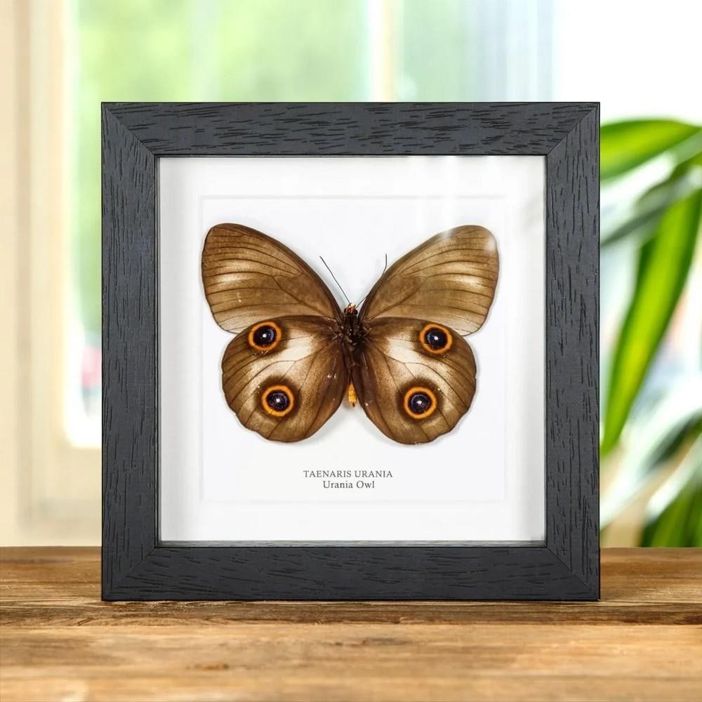 6'' x 6'' Urania Owl Butterfly (Taenaris urania) in Box Frame: 6" x 6" Urania Owl Butterfly (Taenaris urania) in Box Frame A Urania Owl Butterfly (Taenaris urania) displayed in a handcrafted wooden frame, mounted on high-quality, acid-free conservation boar