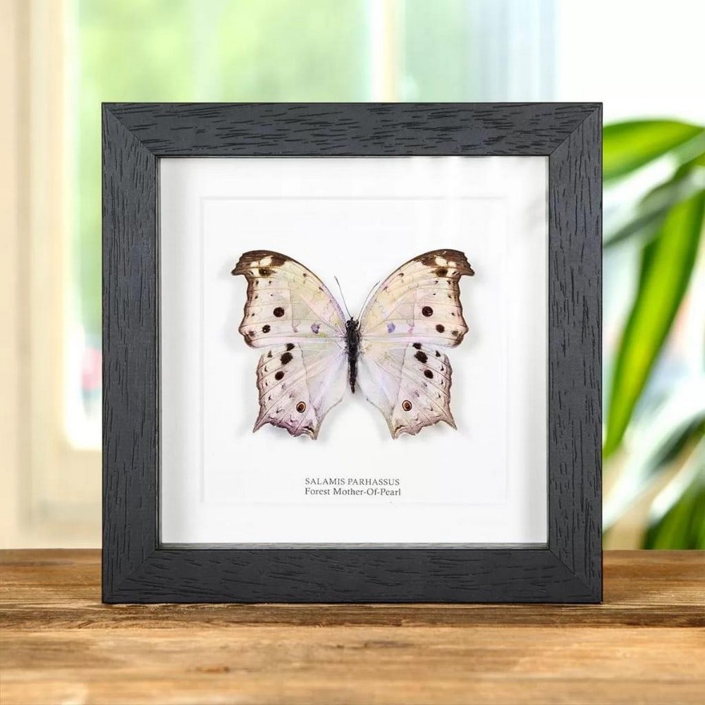 Forest Mother-Of-Pearl Butterfly in Black Wooden Box Frame (1 of 2)