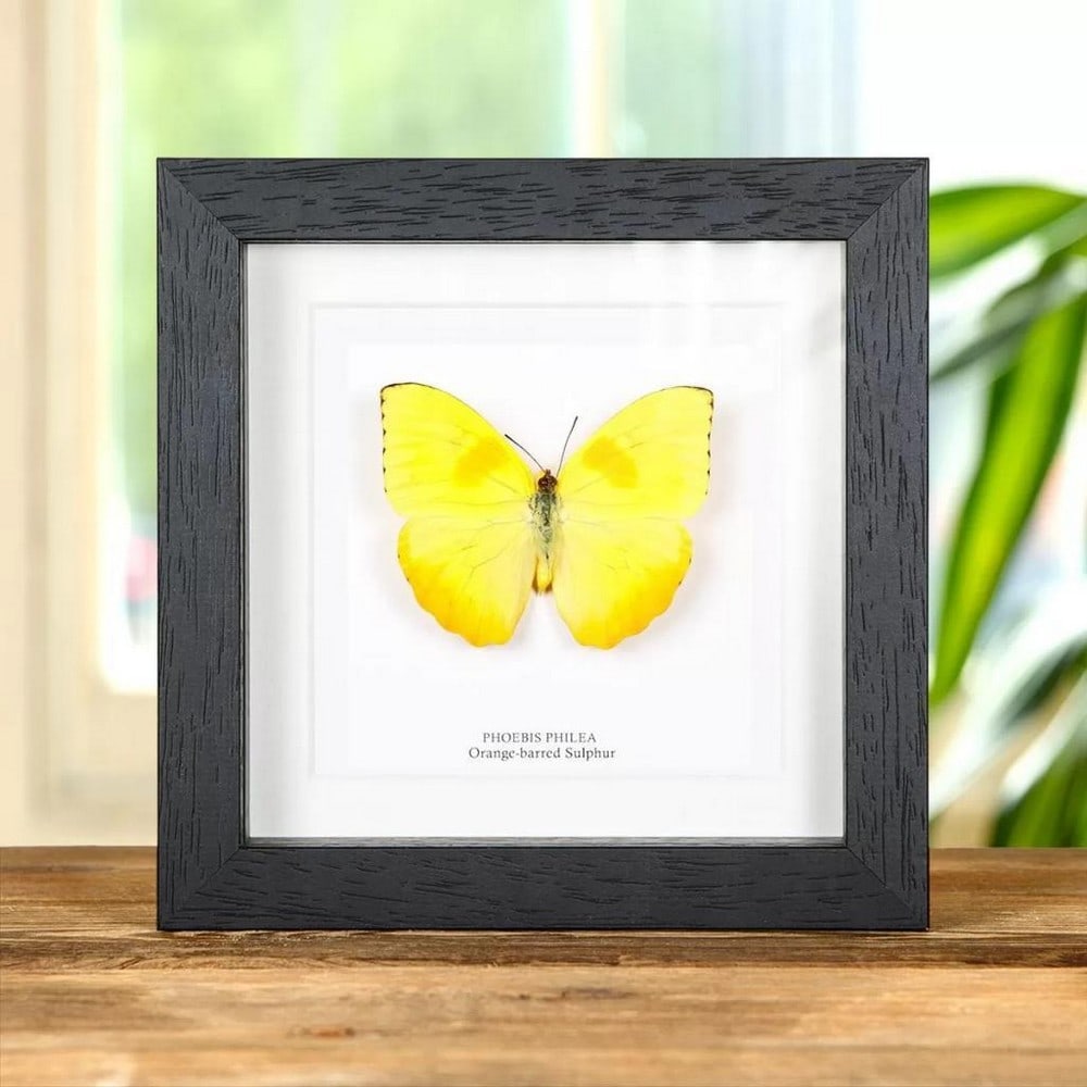 6'' x 6'' Framed Male Orange-Barred Sulphur Butterfly - Phoebis Philea (1 of 2)