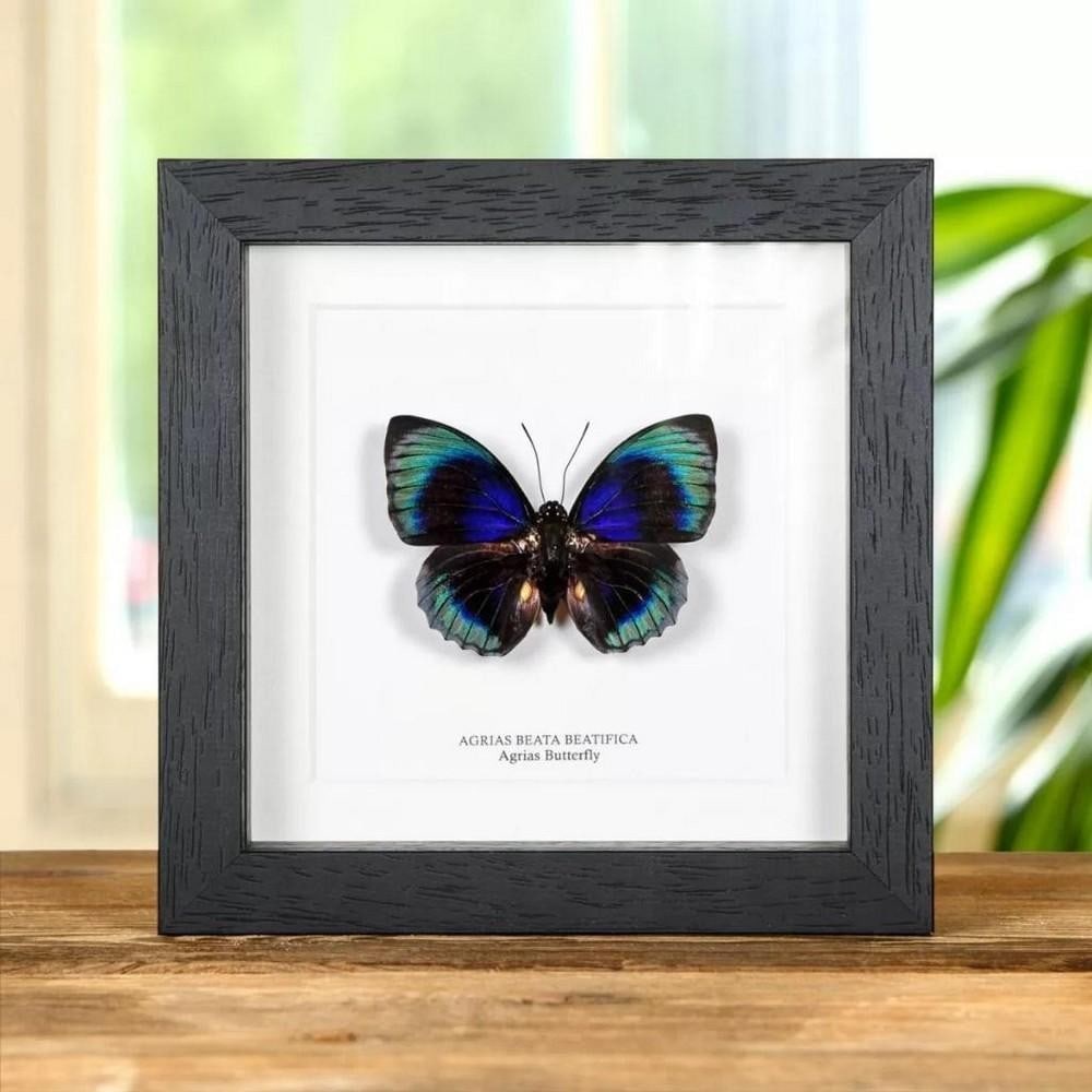 6'' x 6'' Framed Male Agrias Butterfly - Agrias Beata Beautica: 6" x 6" Framed Male Agrias Butterfly - Agrias Beata Beautica An Agrias Butterfly in a handmade wooden frame mounted on high-quality acid-free conservation board. The Latin and common names are p