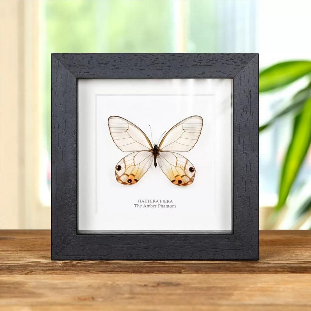 5'' x 5'' ''The Amber Phantom'' Butterfly - Haetera Piera: 5" x 5" " The Amber Phantom" Butterfly - Haetera Piera A beautiful Amber Phantom butterfly in a handmade wooden frame mounted on high-quality acid-free conservation board. The Latin and co
